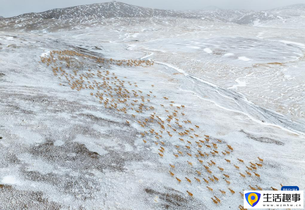 羌塘藏羚羊开始繁殖迁徙(图5)
