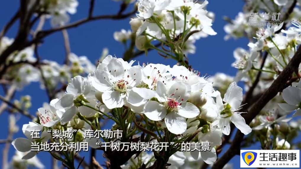 新疆以花为媒 绘旅游新图景(图3) 新疆以花为媒 绘旅游新图景(图3)